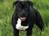 Staffordshire Bull Terrier