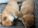 5 chiots Shiba Inu LOF &agrave; vendre