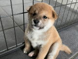 5 chiots Shiba Inu LOF &agrave; vendre