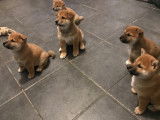 5 chiots Shiba Inu LOF &agrave; vendre