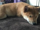 5 chiots Shiba Inu LOF &agrave; vendre