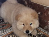 Chiots Chow Chows &agrave; vendre (2 M&acirc;les)