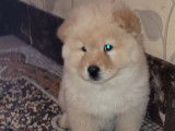 Chiots Chow Chows &agrave; vendre (2 M&acirc;les)