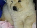 Chiots Chow Chows &agrave; vendre (2 M&acirc;les)