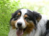 Berger Australien bleu merle avec pedigree disponible pour saillie