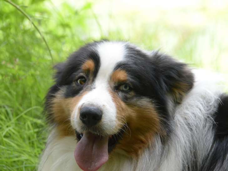 Berger Australien bleu merle avec pedigree disponible pour saillie