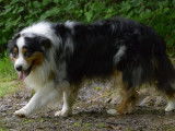 Berger Australien bleu merle avec pedigree disponible pour saillie