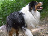 Berger Australien bleu merle avec pedigree disponible pour saillie