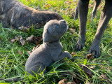 Chiots Cane Corso LOF à vendre