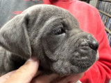 Chiots Cane Corso LOF à vendre