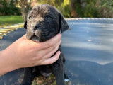 Chiots Cane Corso LOF à vendre