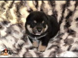 Chiots Shiba Inu LOF noir et feu à réserver