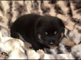 Chiots Shiba Inu LOF noir et feu à réserver