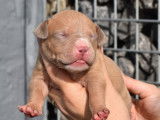Plusieurs chiots American Bully XL &agrave; vendre