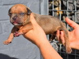 Plusieurs chiots American Bully XL &agrave; vendre