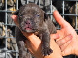 Plusieurs chiots American Bully XL &agrave; vendre