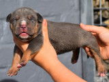Plusieurs chiots American Bully XL &agrave; vendre