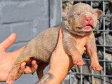 Plusieurs chiots American Bully XL &agrave; vendre
