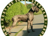 Chiots Dogues Allemands Bleu avec pedigree