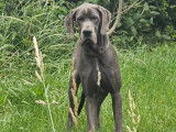 Chiots Dogues Allemands Bleu avec pedigree