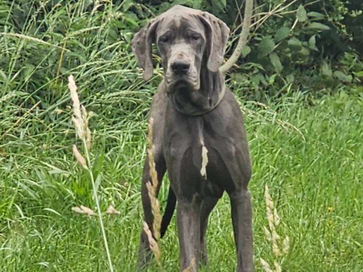 Chiots Dogues Allemands Bleu avec pedigree