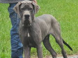 Chiots Dogues Allemands Bleu avec pedigree