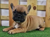 Bouledogue Français à vendre