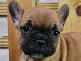 Bouledogue Français à vendre