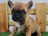 Bouledogue Français à vendre