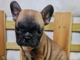 Bouledogue Français à vendre