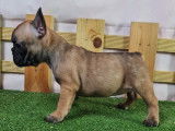 Bouledogue Français à vendre