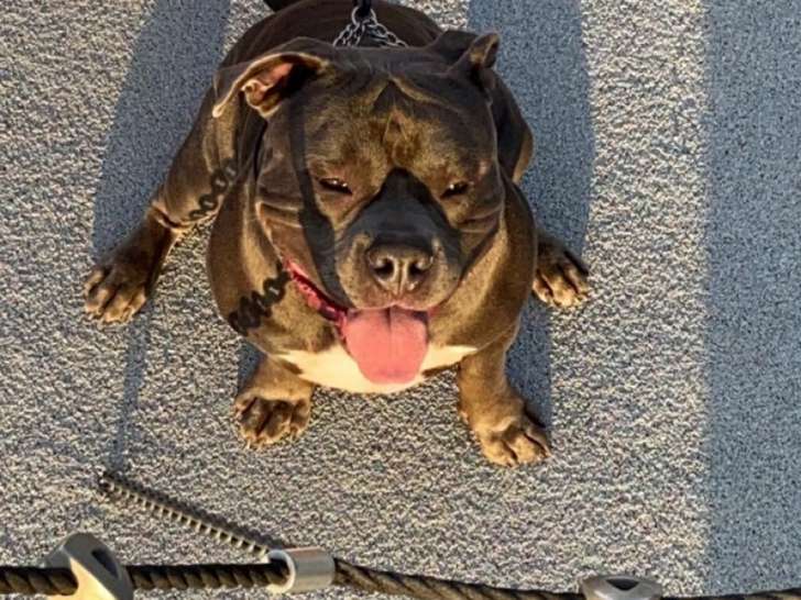 American Bully disponible pour saillie