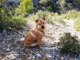 Chienne Eurasier prête pour saillie