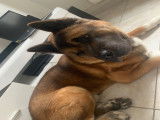 Akita American LOSH disponible pour saillie