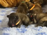 Chiots Berger Belge Tervueren LOF sables et fauves