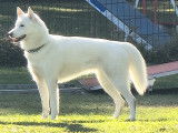 Femelle Husky Sibérien blanc disponible pour saillie