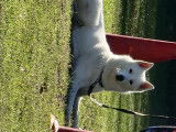 Femelle Husky Sibérien blanc disponible pour saillie