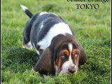 Chiots Bassets Hounds LOF à vendre