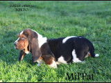 Chiots Bassets Hounds LOF à vendre