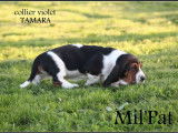 Chiots Bassets Hounds LOF à vendre