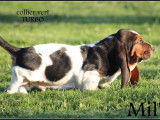 Chiots Bassets Hounds LOF à vendre