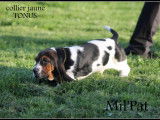 Chiots Bassets Hounds LOF à vendre