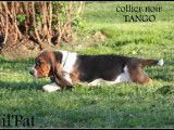 Chiots Bassets Hounds LOF à vendre