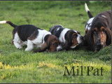 Chiots Bassets Hounds LOF à vendre