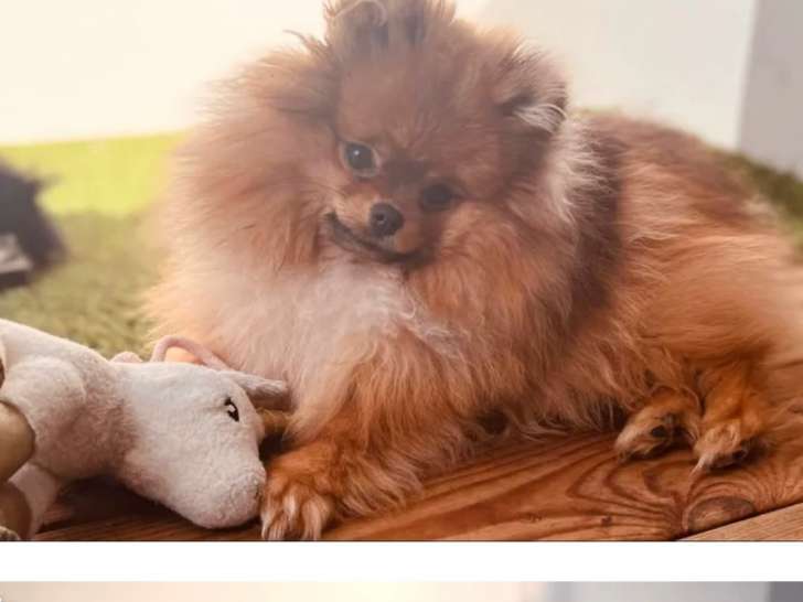 Spitz Nain Pomeranian disponible pour saillie