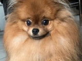 Spitz Nain Pomeranian disponible pour saillie
