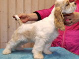 Chiots Cocker Américain pluricolores à vendre