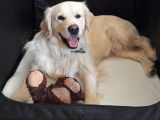 Golden Retriever mâle coté 2 disponible pour saillie