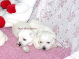 4 CHIOTS WESTIE  LOF Lign&eacute;es multichampions beaut&eacute; issus d'un &eacute;levage familial