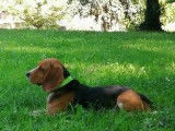 Beagle Isabella LOF disponible pour saillie